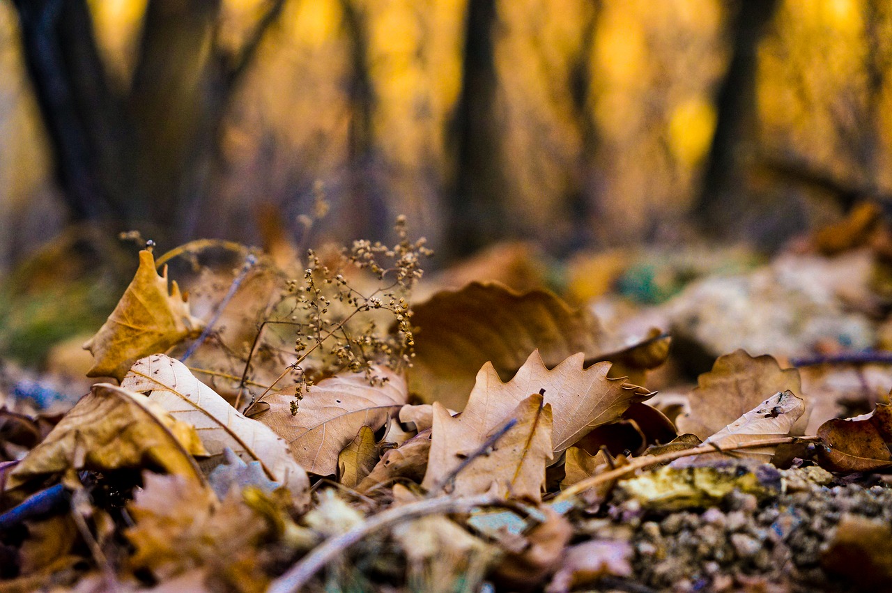 Ruduo, Defoliacija, Saulėlydis, Augalas, Nemokamos Nuotraukos,  Nemokama Licenzija