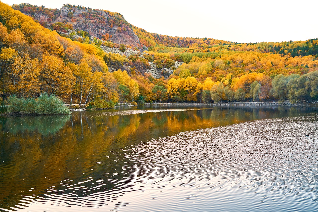 Ruduo, Medžiai, Ežeras, Rudens Gėlės, Lapai Yra, Diena, Fonas, Žalias, Gražus, Šaltas