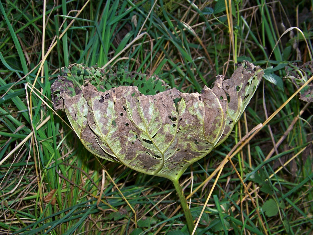 Ruduo, Kritimo Lapija, Aukso Ruduo, Lapai, Spalvinga, Žalias, Flora, Gaeser, Augalas, Gamta