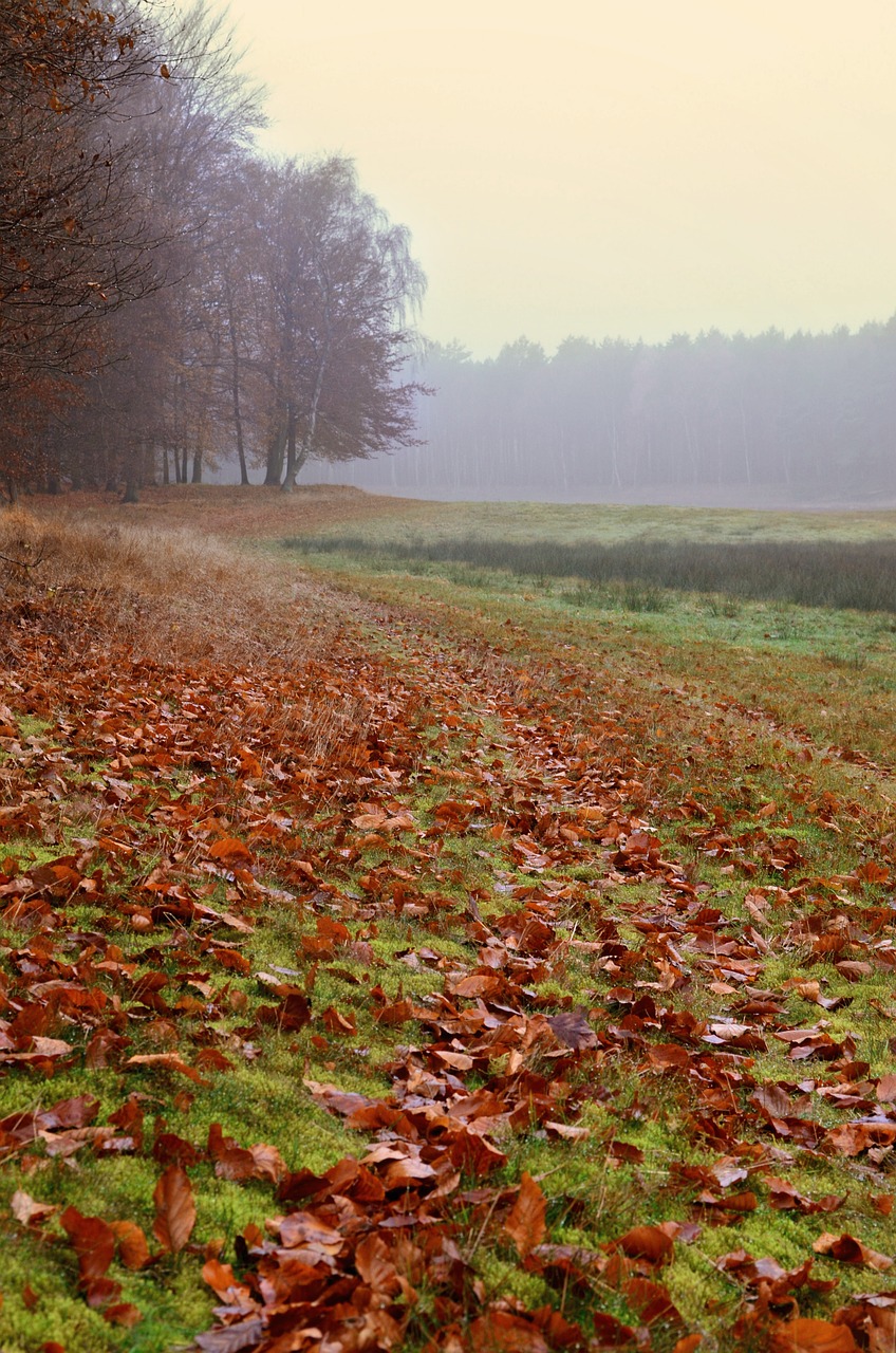 Ruduo, Rudens Nuotaika, Gamta, Lapai, Šūdas, Rūkas, Lapija, Nemokamos Nuotraukos,  Nemokama Licenzija