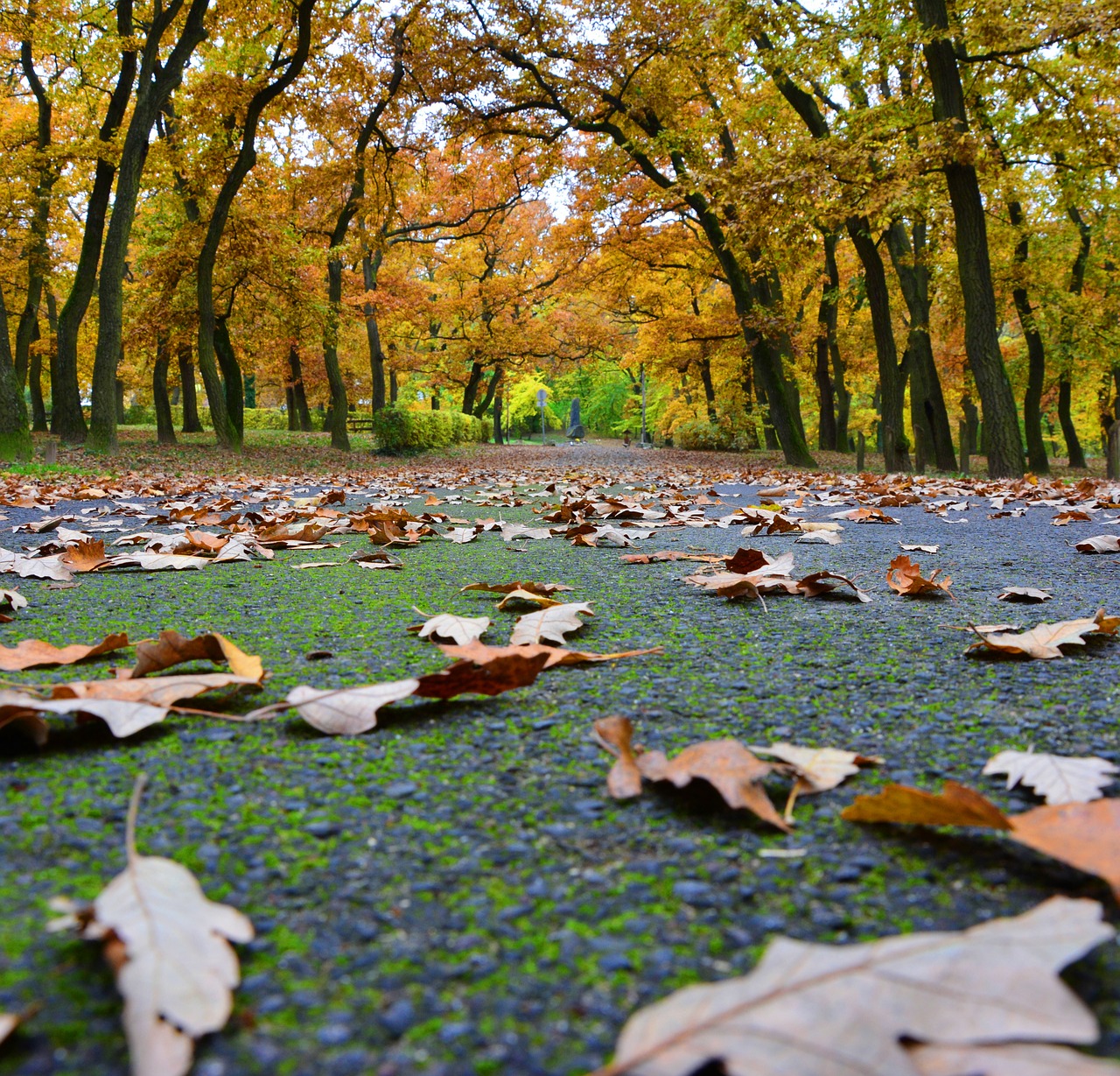 Ruduo, Lapai, Parkas, Nemokamos Nuotraukos,  Nemokama Licenzija