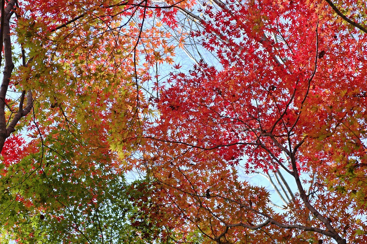 Ruduo, Rudens Lapai, Spalvinga, Miškai, Miškas, Arboretum, Nemokamos Nuotraukos,  Nemokama Licenzija