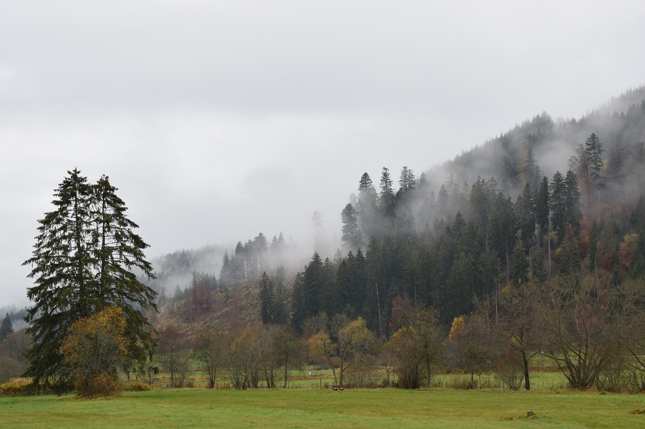 Ruduo, Rūkas, Miškas, Nuotaika, Medis, Morgenstimmung, Gamta, Kraštovaizdis, Nemokamos Nuotraukos,  Nemokama Licenzija