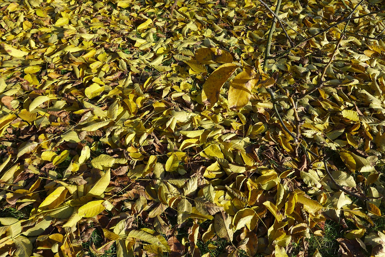 Ruduo, Lapai, Filialas, Lakštas, Lapija, Sausas Lapai, Geltona, Rudens Lapai, Aukso Ruduo, Nemokamos Nuotraukos