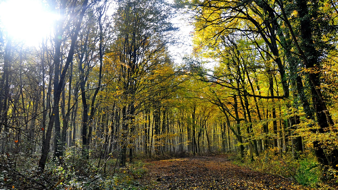 Ruduo, Miškas, Gamta, Nemokamos Nuotraukos,  Nemokama Licenzija