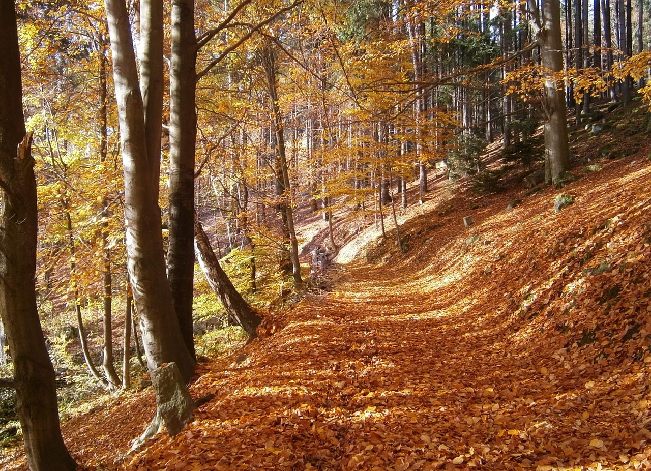 Ruduo, Miškas, Lapai, Nukritę Lapai, Medžiai, Kelias, Lapuočių Medis, Nemokamos Nuotraukos,  Nemokama Licenzija