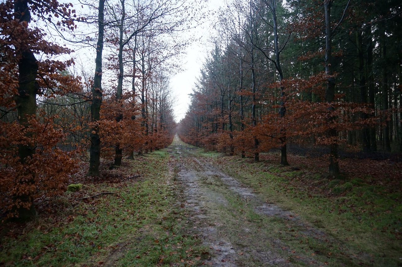 Ruduo, Miškas, Šviesa, Gamta, Medžiai, Parkai, Parkas, Medis, Kraštovaizdis, Buitenweg