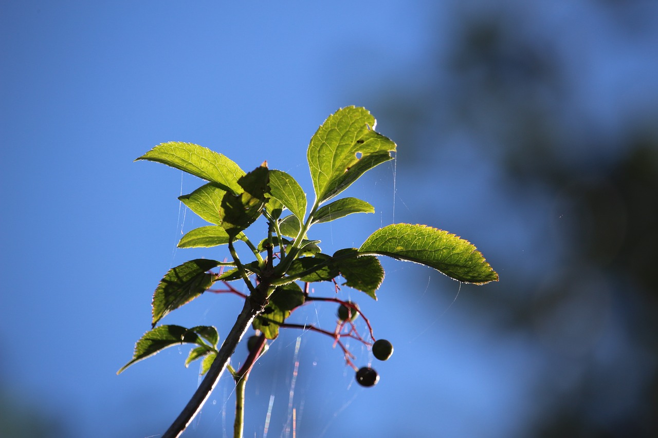 Ruduo, Vyresnysis, Uogos, Augalas, Krūmas, Juoda Eglutė, Vaisiai, Laikiklis Krūmas, Sambucus Nigra, Vyšnios