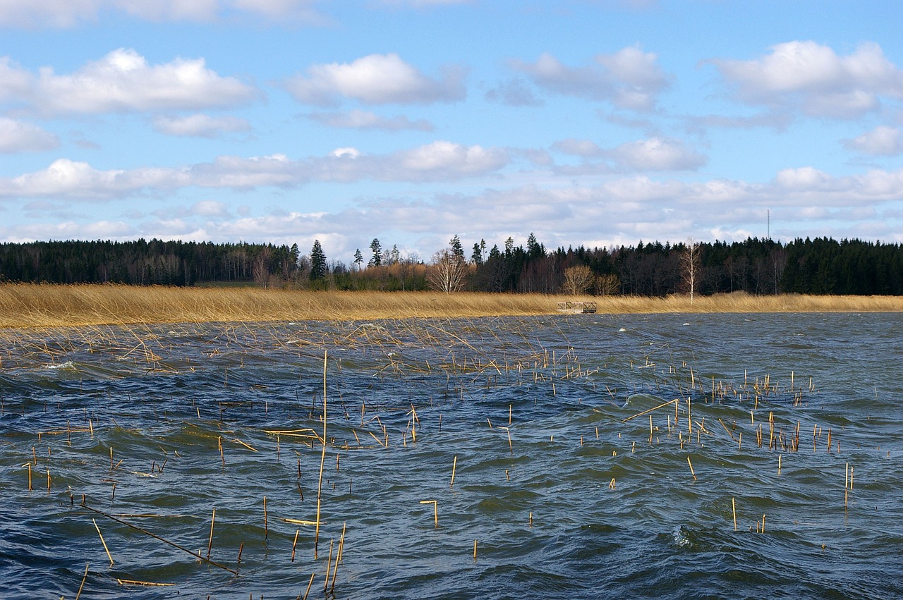 Ruduo, Nendrė, Lydekos Žvejyba, Chilly, Miškas, Pieva, Upė, Vanduo, Ežeras, Vasara