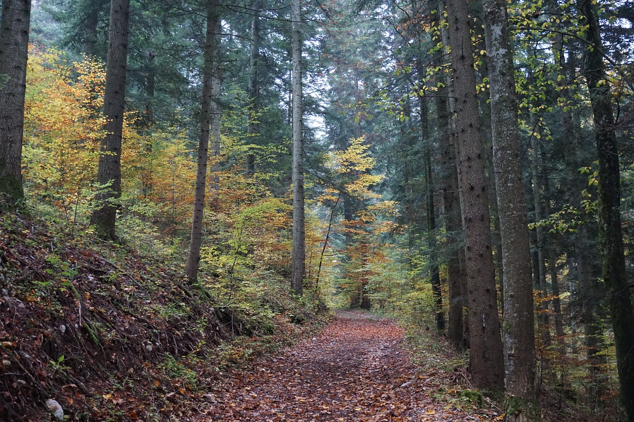 Ruduo, Miškas, Medis, Geltona, Toli, Nemokamos Nuotraukos,  Nemokama Licenzija