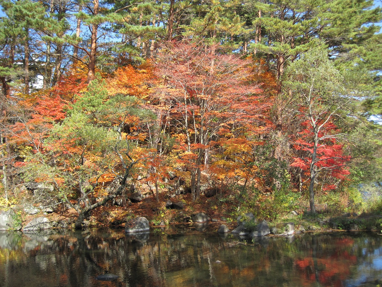 Ruduo, Rudens Lapai, Arboretum, Spalvinga, Miškai, Miškas, Klevai, Kalnas, Japonijos Kritimas, Klevas