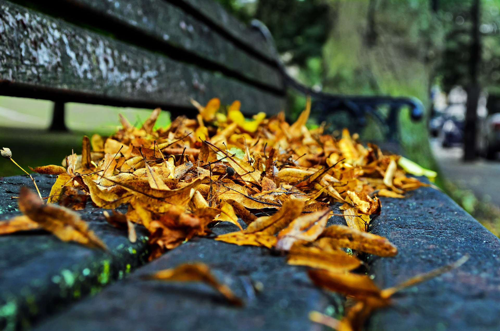 Ruduo,  Sezonas,  Lapai,  Spalva,  Fonas,  Koliažas,  Gamta,  Makro,  Dekoracijos,  Spalvos