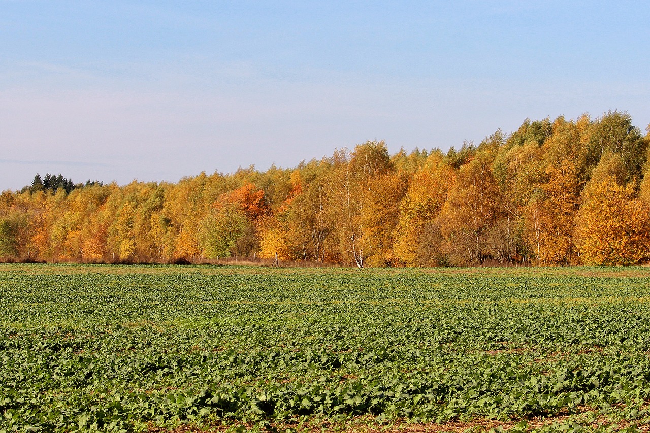 Rudens Spalvos, Medžiai, Kritimo Spalva, Aukso Ruduo, Miškas, Rudens Nuotaika, Nemokamos Nuotraukos,  Nemokama Licenzija