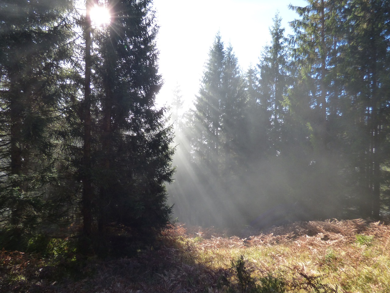 Rudens Miškas, Passauer Kiemas, Leogang, Fod, Rytas, Saulės Šviesa, Nemokamos Nuotraukos,  Nemokama Licenzija