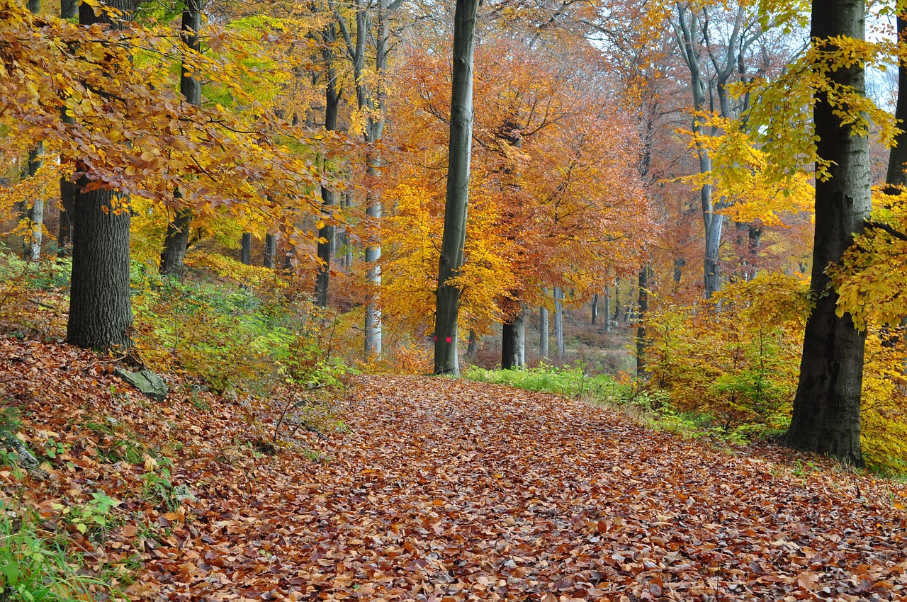 Rudens Miškas, Ruduo, Miškas, Nemokamos Nuotraukos,  Nemokama Licenzija