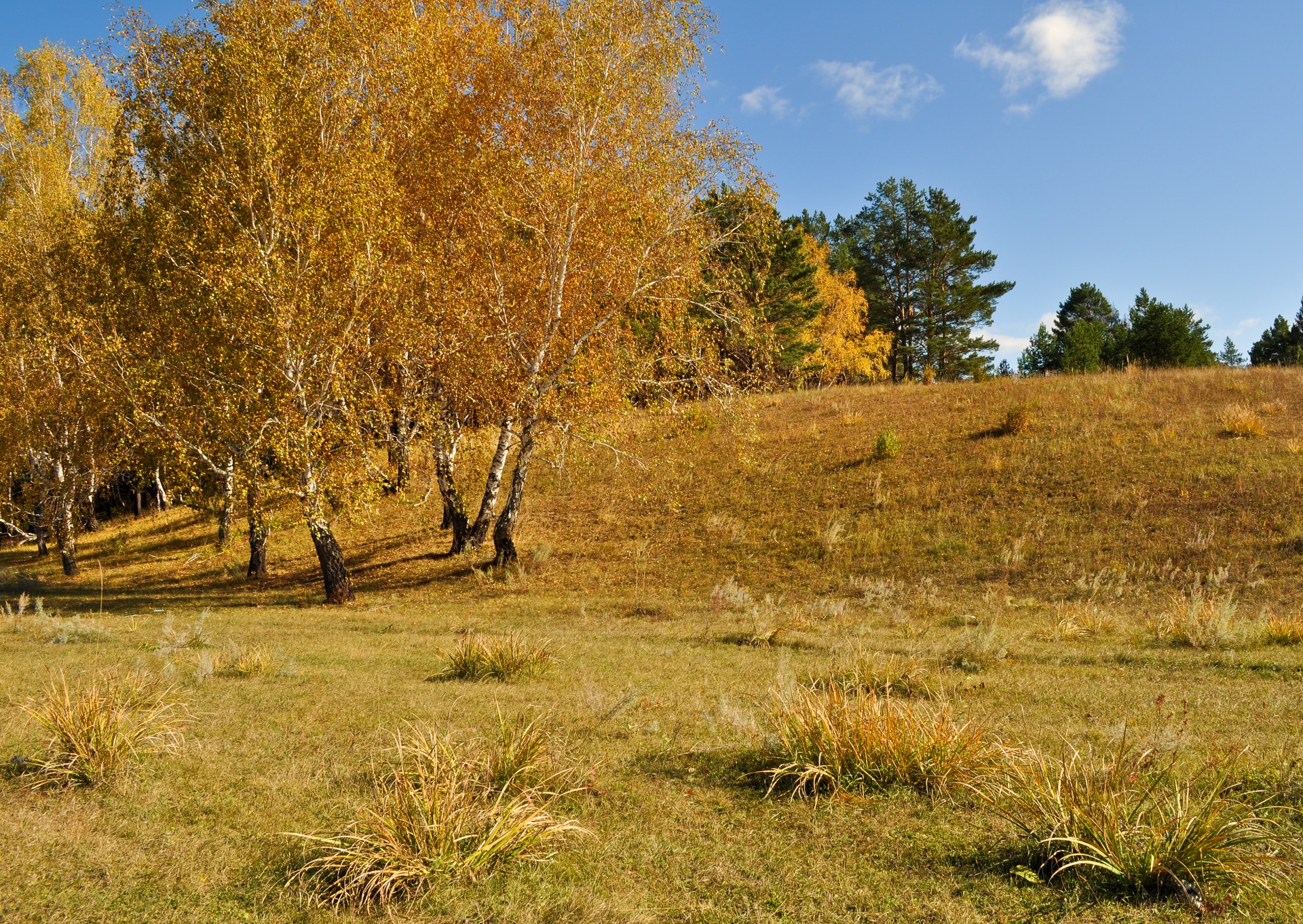 Ruduo,  Gamta,  Miškas,  Medžiai,  Beržas,  Šviesus,  Auksinis,  Kelionė,  Fonas,  Dangus