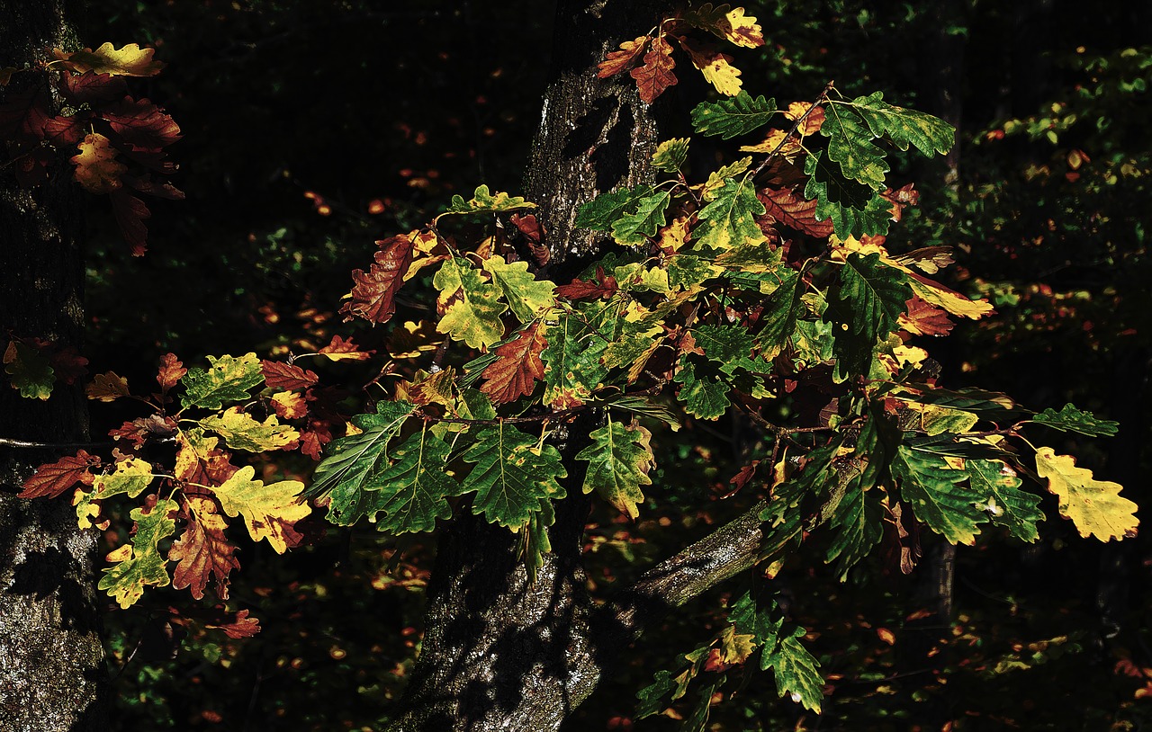 Rudens Miškas, Ąžuolo Lapai, Indiška Vasara, Atsiras, Šviesus, Auksinis, Lapai, Ruduo, Spalva, Spalvinga