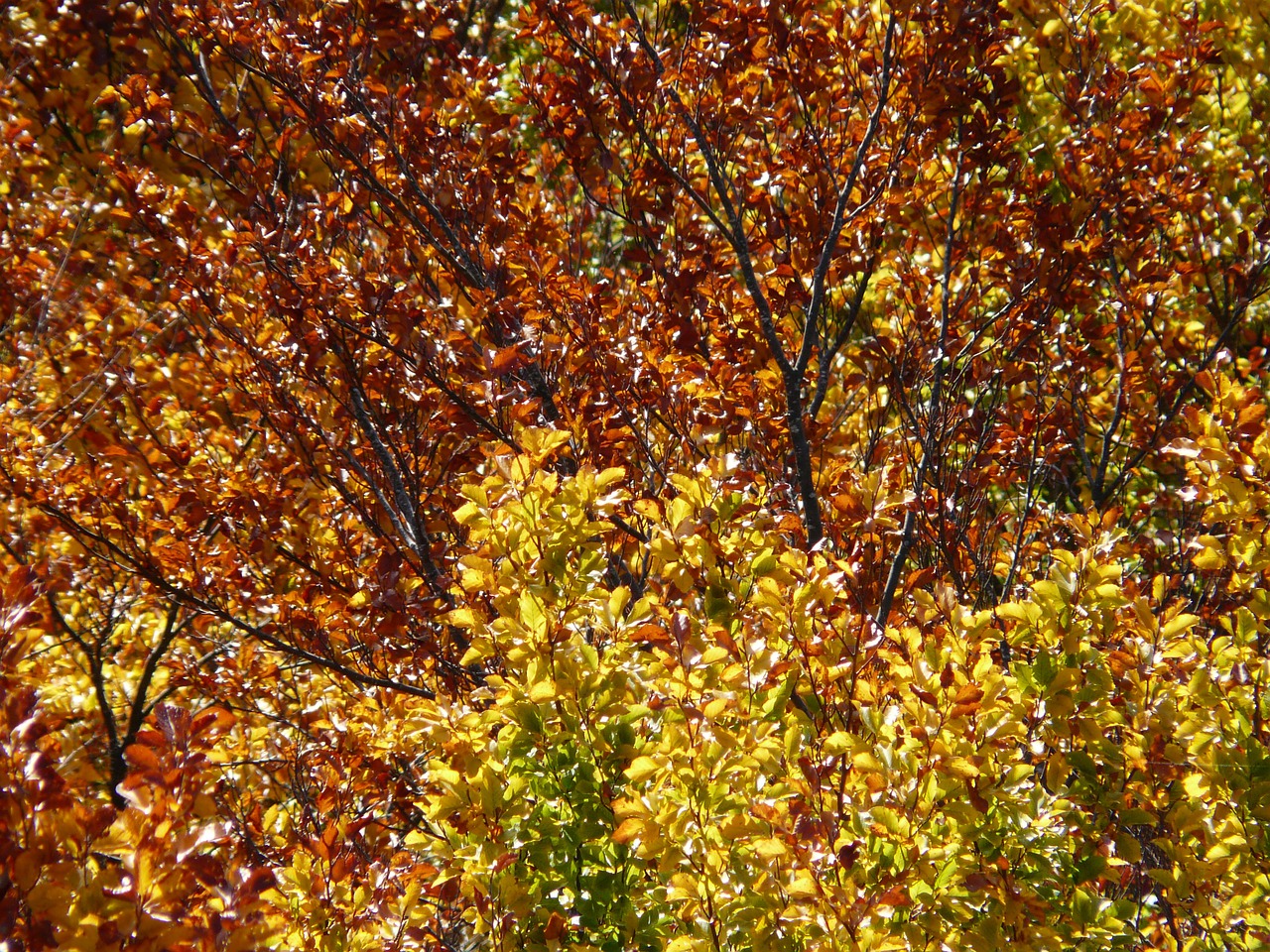 Rudens Miškas, Bukmedis, Aukso Ruduo, Auksinis Spalio Mėn ., Ruduo, Lapai, Kritimo Spalva, Dažymas, Raudona, Ruda