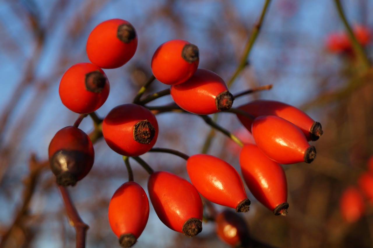 Raudonmedžio Vaisiai, Rožės Šlaunys, Rudens Vaisiai, Makro, Nemokamos Nuotraukos,  Nemokama Licenzija