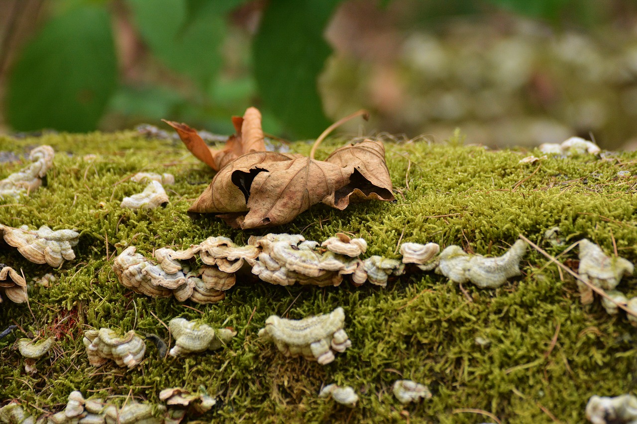 Rudens Lapas, Ruduo, Medžių Grybai, Grybai, Rudens Miškas, Samanos, Užaugo, Kritimo Lapija, Rudens Nuotaika, Nemokamos Nuotraukos