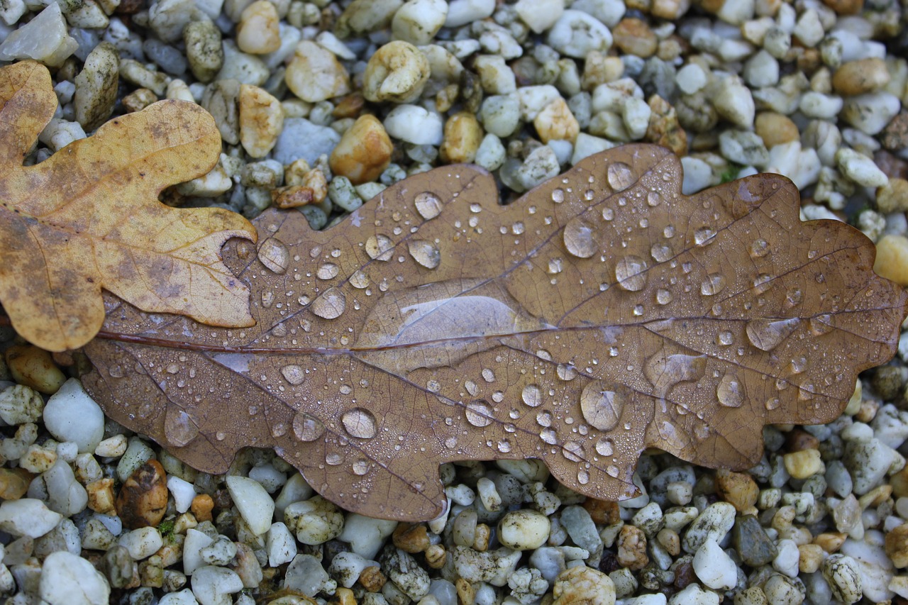 Rudens Lapas, Lapai, Kritimo Lapija, Lapai, Ąžuolo Lapas, Nemokamos Nuotraukos,  Nemokama Licenzija