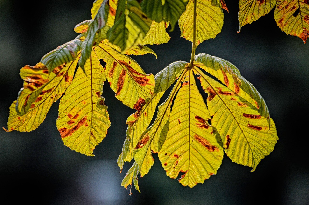 Rudens Lapas, Ruduo, Lakštas, Grūdai, Lapai, Kritimo Spalvos, Geltona, Saulės Šviesa, Rudens Lapai, Nemokamos Nuotraukos