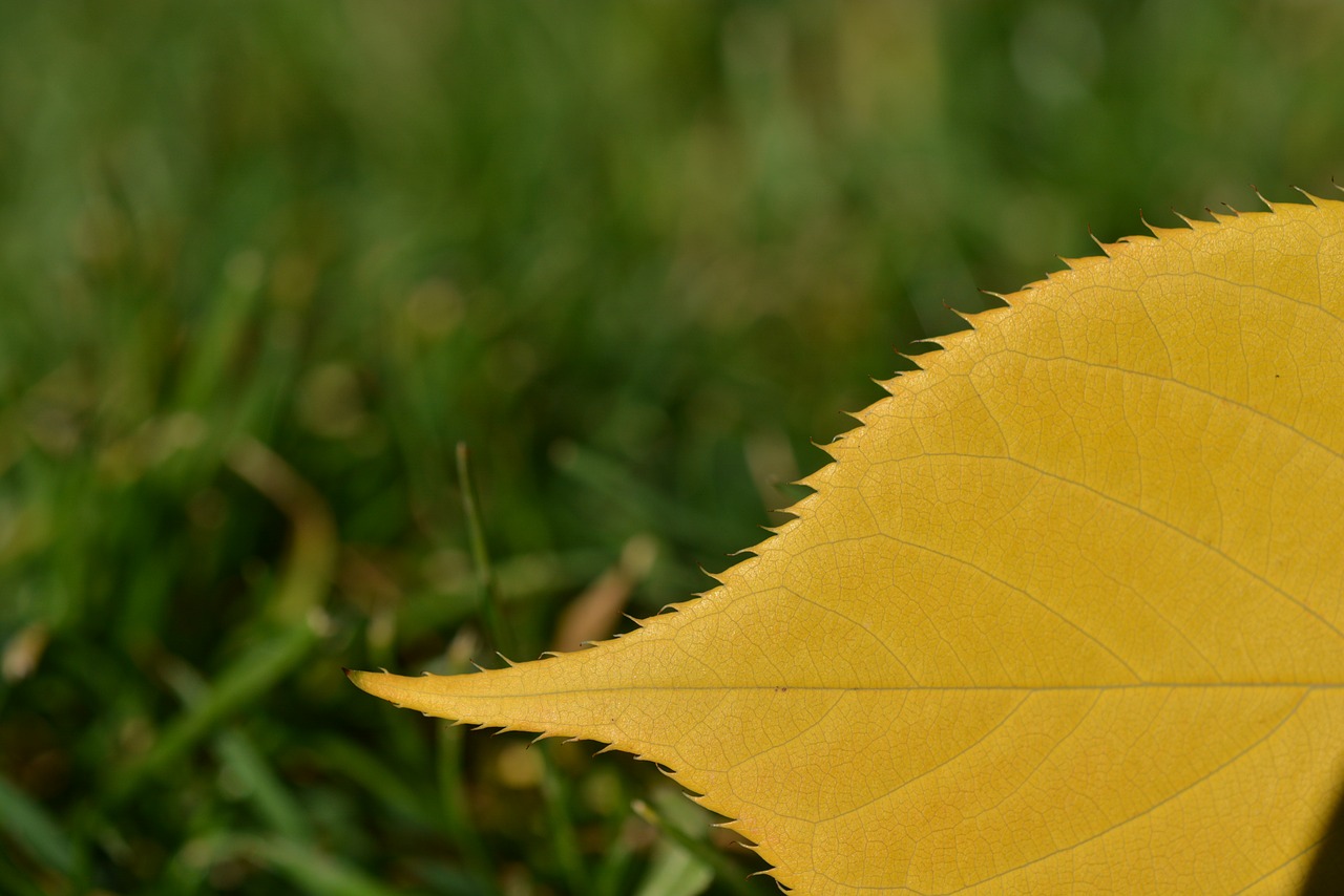 Rudens Lapas, Ruduo, Lapai, Lapai, Gamta, Kritimo Spalva, Atsiras, Spalva, Rudens Spalvos, Lapas Apvalkalo