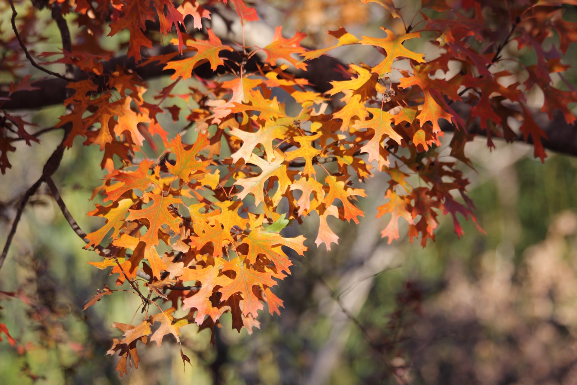 Ruduo, lapai, medis, kritimas, oranžinė - nemokamos nuotraukos ...