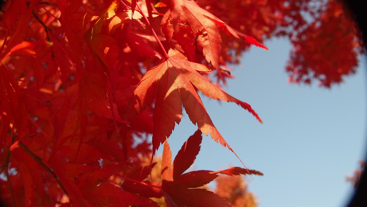 Rudens Lapai, Ruduo, Mediena, Nemokamos Nuotraukos,  Nemokama Licenzija