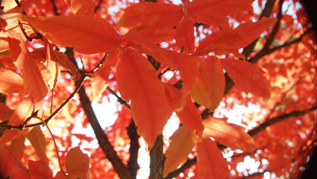 Rudens Lapai, Ruduo, Mediena, Nemokamos Nuotraukos,  Nemokama Licenzija