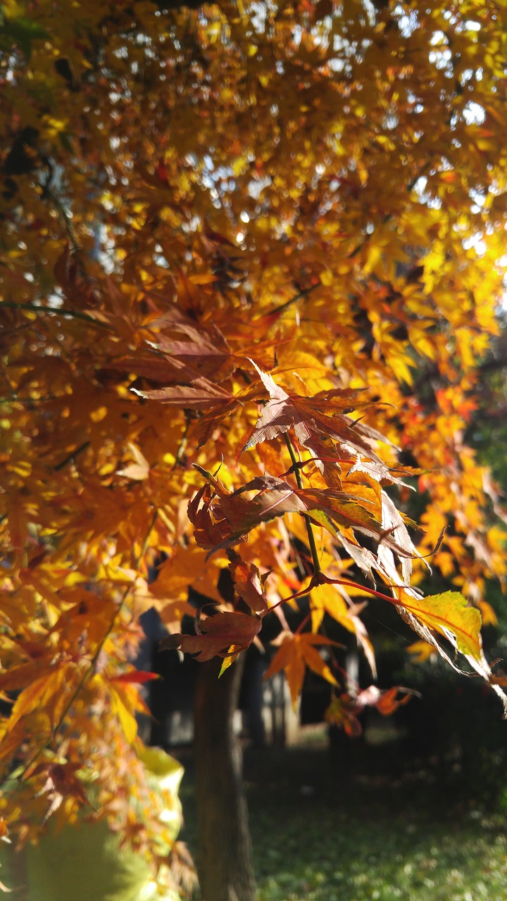 Rudens Lapai, Ruduo, Mediena, Lapai, Gamta, Atmintis, Klevo Lapas, Tabitha, Šalis, Lauke