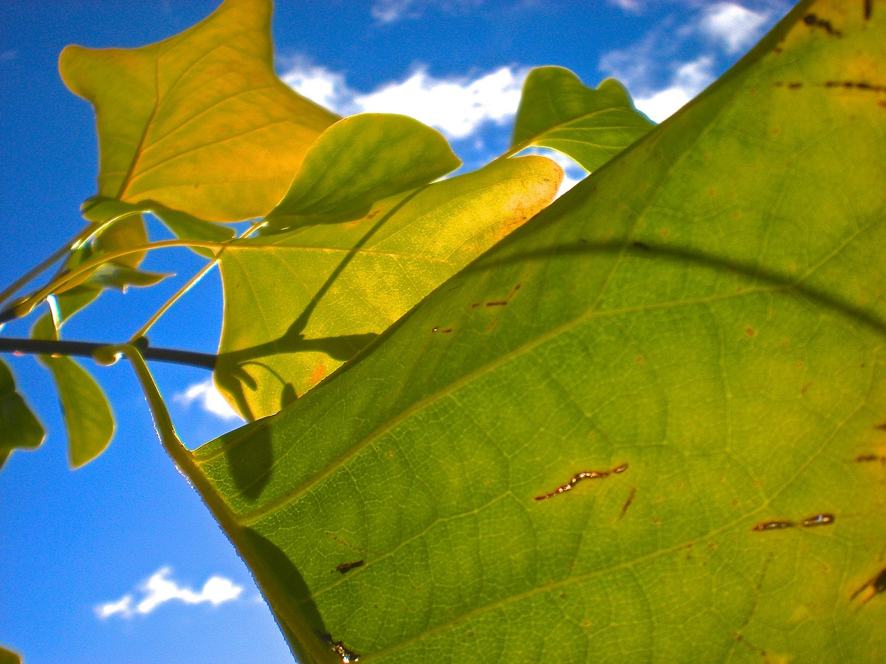 Rudens Lapai, Mėlynas Dangus, Geltona, Debesys B, Nemokamos Nuotraukos,  Nemokama Licenzija