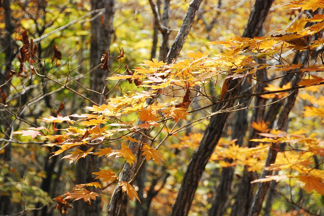 Rudens Lapai, Ruduo, Lapai, Geltona, Nemokamos Nuotraukos,  Nemokama Licenzija