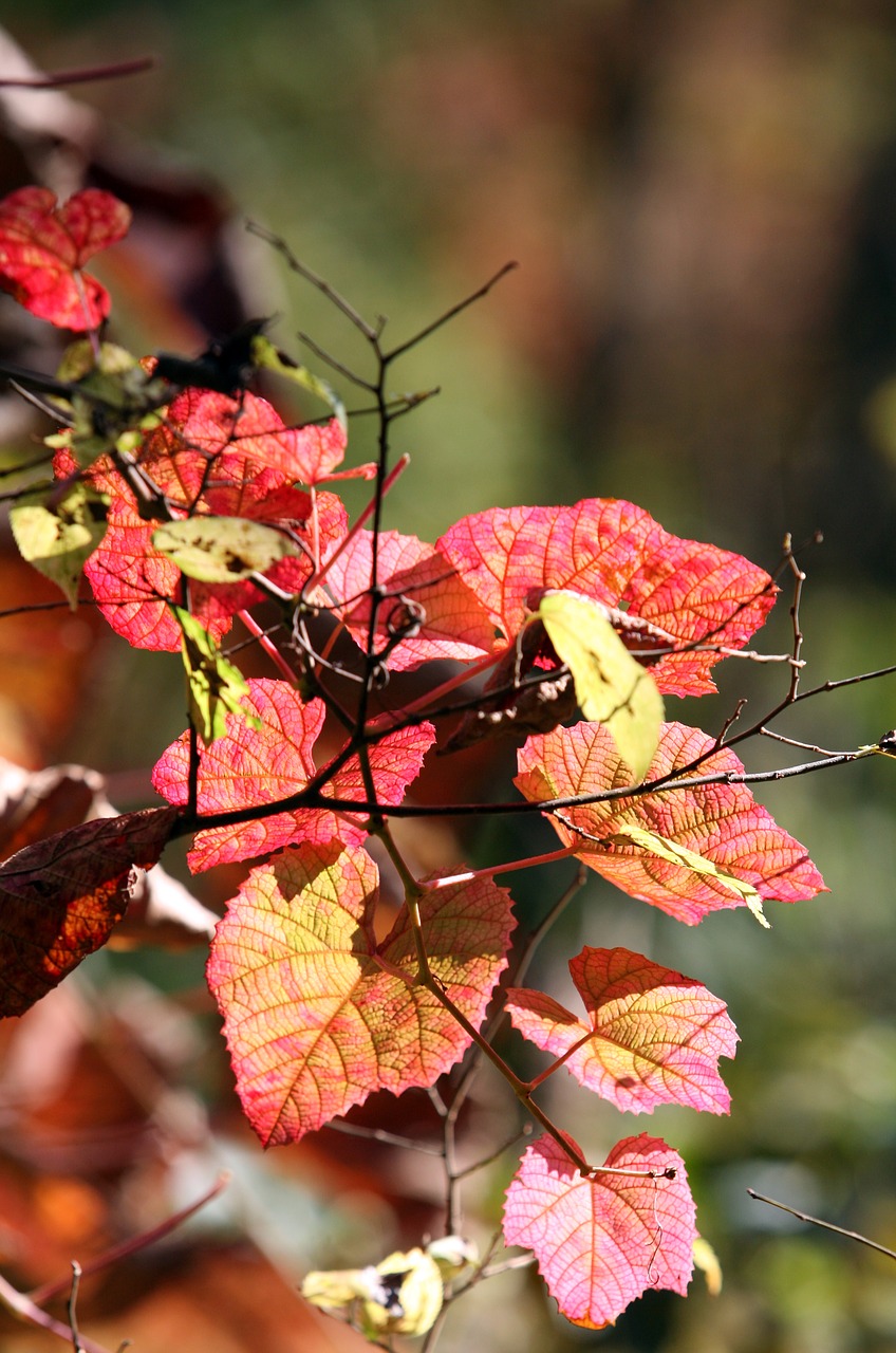 Rudens Lapai, Ruduo, Raudona, Mediena, Lapai, Lapai, Gamta, Kraštovaizdis, Seulas, Augalai