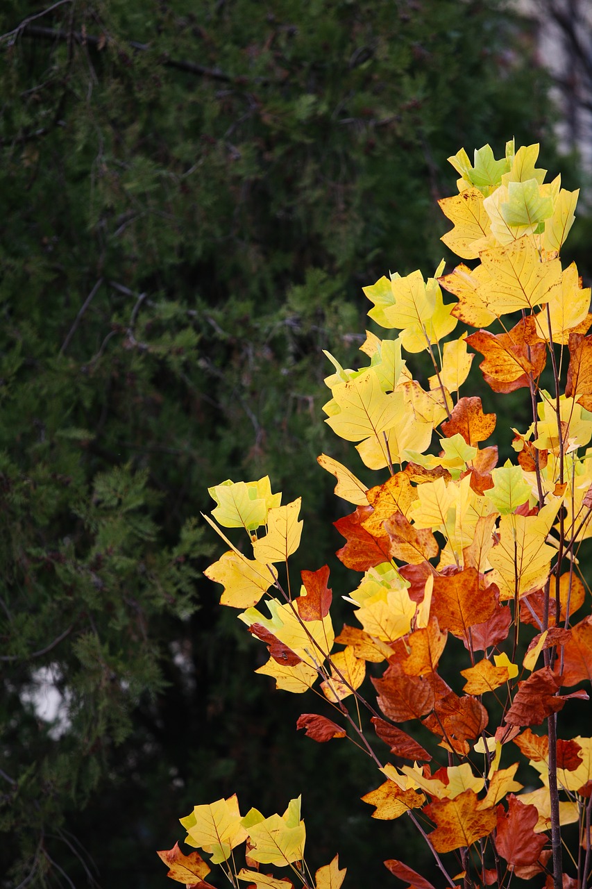 Rudens Lapai, Ruduo, Raudona, Mediena, Lapai, Lapai, Gamta, Kraštovaizdis, Seulas, Augalai