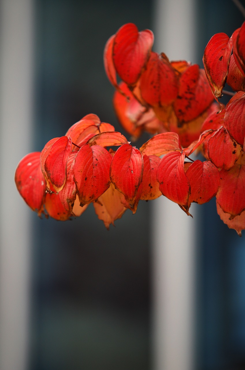 Rudens Lapai, Ruduo, Raudona, Mediena, Lapai, Lapai, Gamta, Kraštovaizdis, Seulas, Augalai