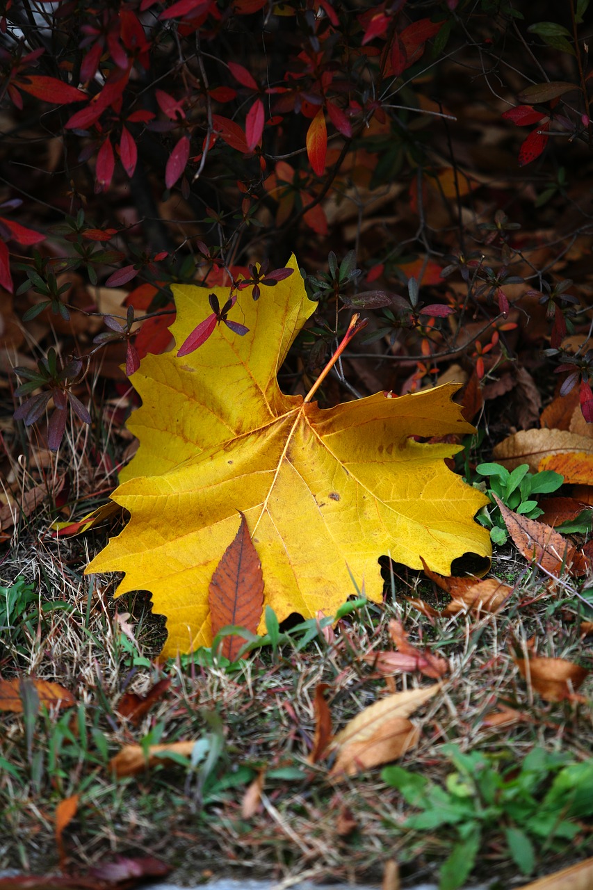 Rudens Lapai, Ruduo, Geltona, Mediena, Lapai, Lapai, Gamta, Kraštovaizdis, Seulas, Augalai