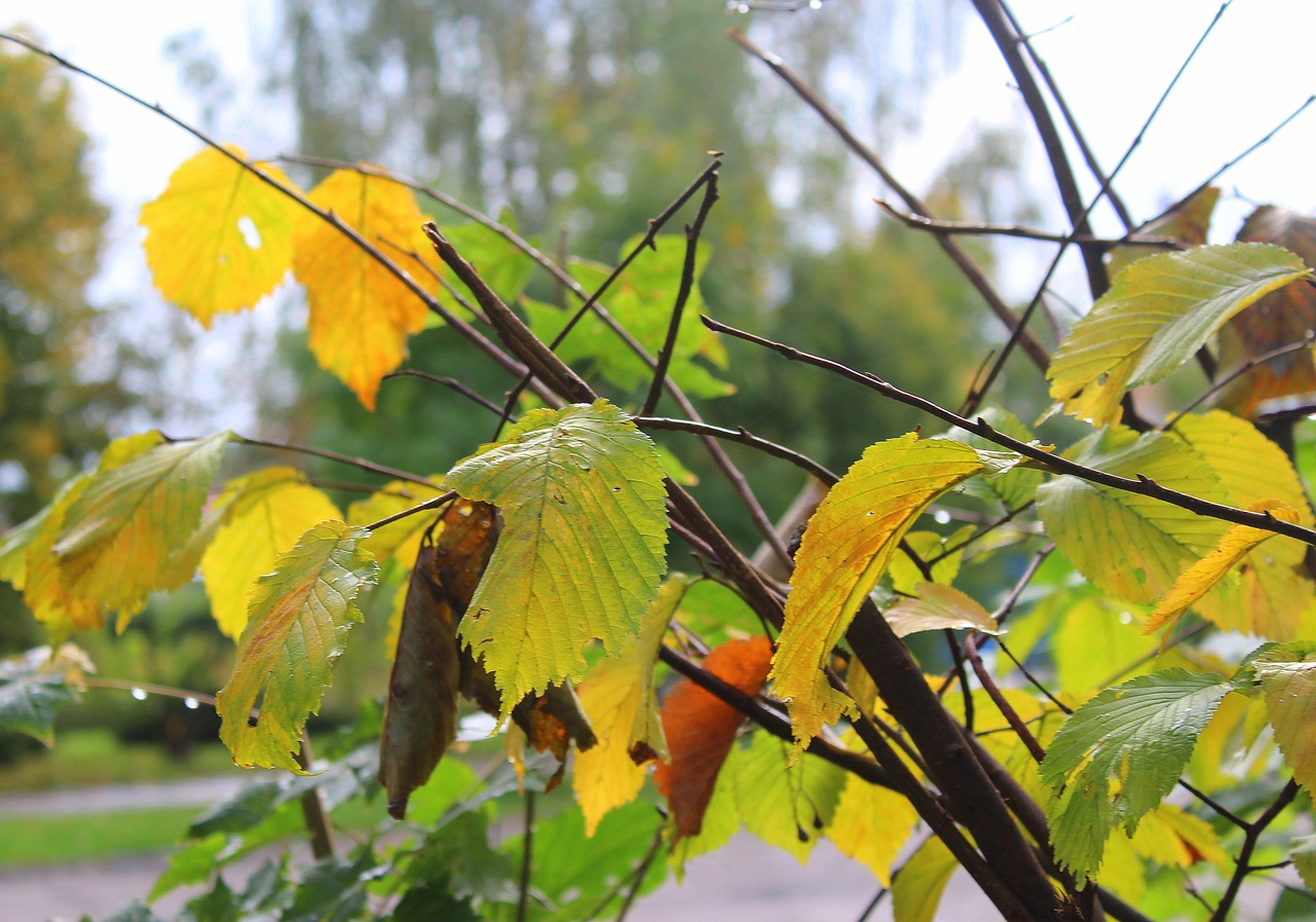 Rudens Lapai, Geltona, Ruduo, Geltonieji Lapai, Gamta, Rudens Lapija, Spacer, Nemokamos Nuotraukos,  Nemokama Licenzija