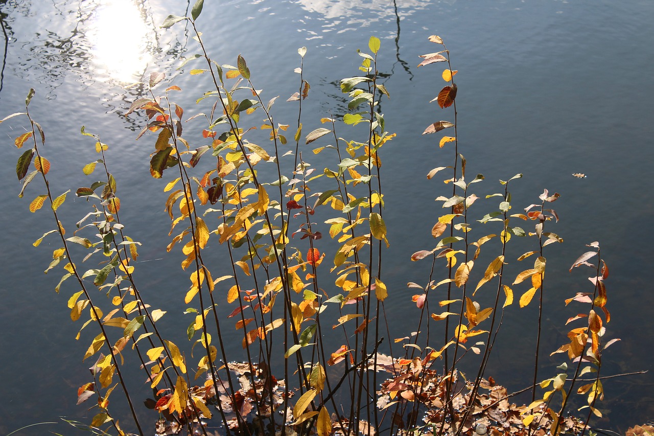 Rudens Lapai, Vanduo, Gamta, Nemokamos Nuotraukos,  Nemokama Licenzija