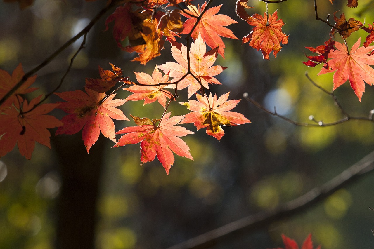 Rudens Lapai, Lapai, Ruduo, Lapai, Lapai, Raudonas Klevas, Klevo Mediena, Kraštovaizdis, Mediena, Kalnas