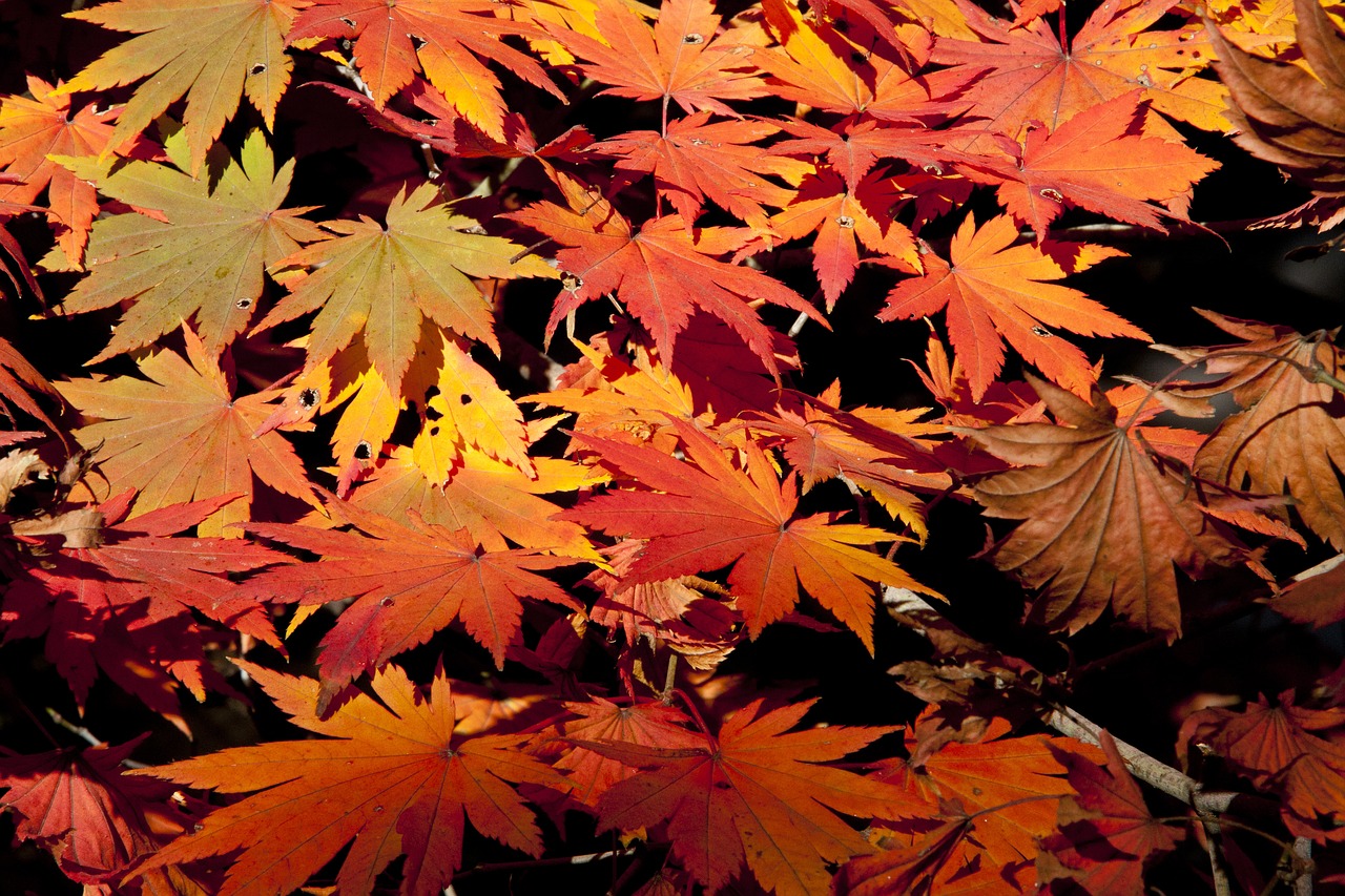 Rudens Lapai, Lapai, Ruduo, Lapai, Lapai, Raudonas Klevas, Klevo Mediena, Kraštovaizdis, Mediena, Kalnas