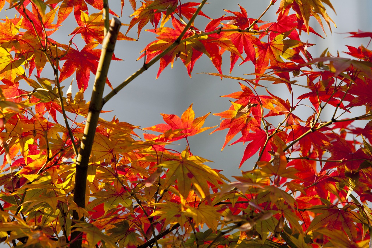 Rudens Lapai, Ruduo, Raudona, Gamta, Lapai, Lapai, Kraštovaizdis, Seulas, Mediena, Augalai