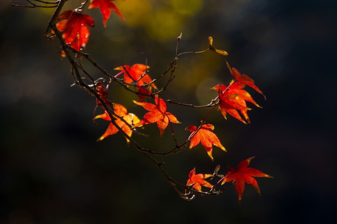 Rudens Lapai, Ruduo, Lapai, Nemokamos Nuotraukos,  Nemokama Licenzija