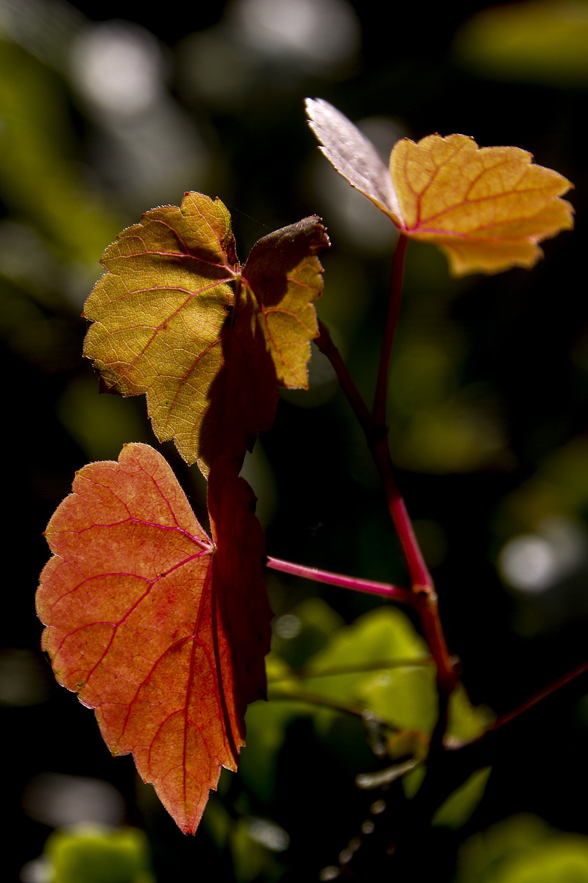 Rudens Lapai, Ruduo, Lapai, Nemokamos Nuotraukos,  Nemokama Licenzija