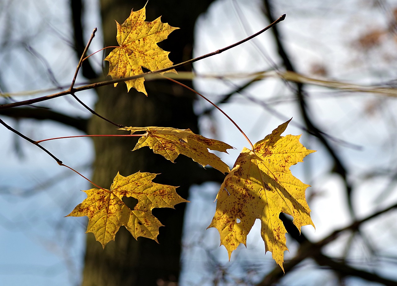 Rudens Lapai, Ruduo, Klonas, Geltonieji Lapai, Gamta, Lapai, Medis, Spalvos, Rudens Auksas, Nudrusių Lapų