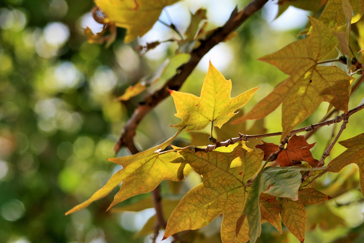 Rudens Lapai, Filialas, Lapai, Lapija, Geltona, Šviesus, Ruduo, Sezonai, Nemokamos Nuotraukos,  Nemokama Licenzija