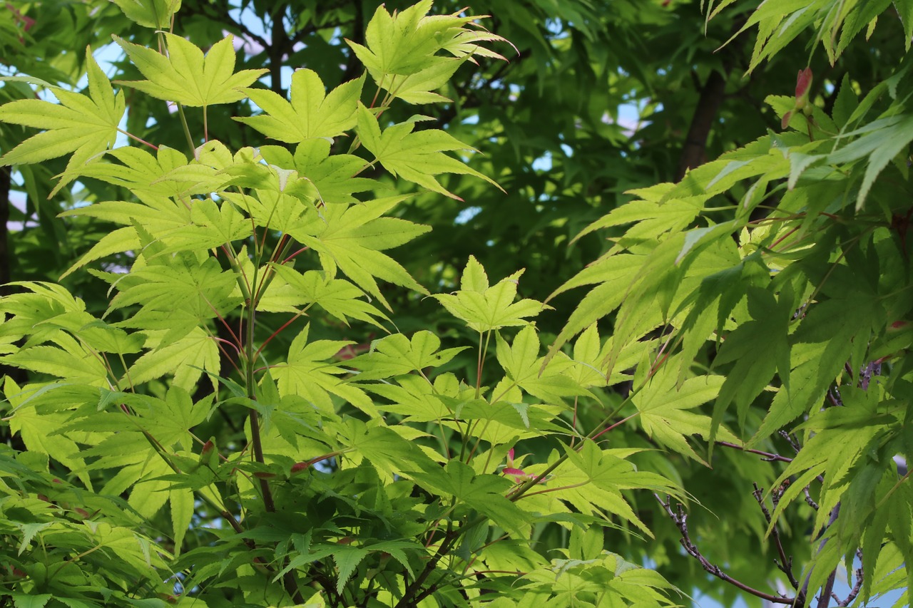 Rudens Lapai,  Mėlyna,  Bud,  Lapai,  Mediena,  Lapas, Nemokamos Nuotraukos,  Nemokama Licenzija