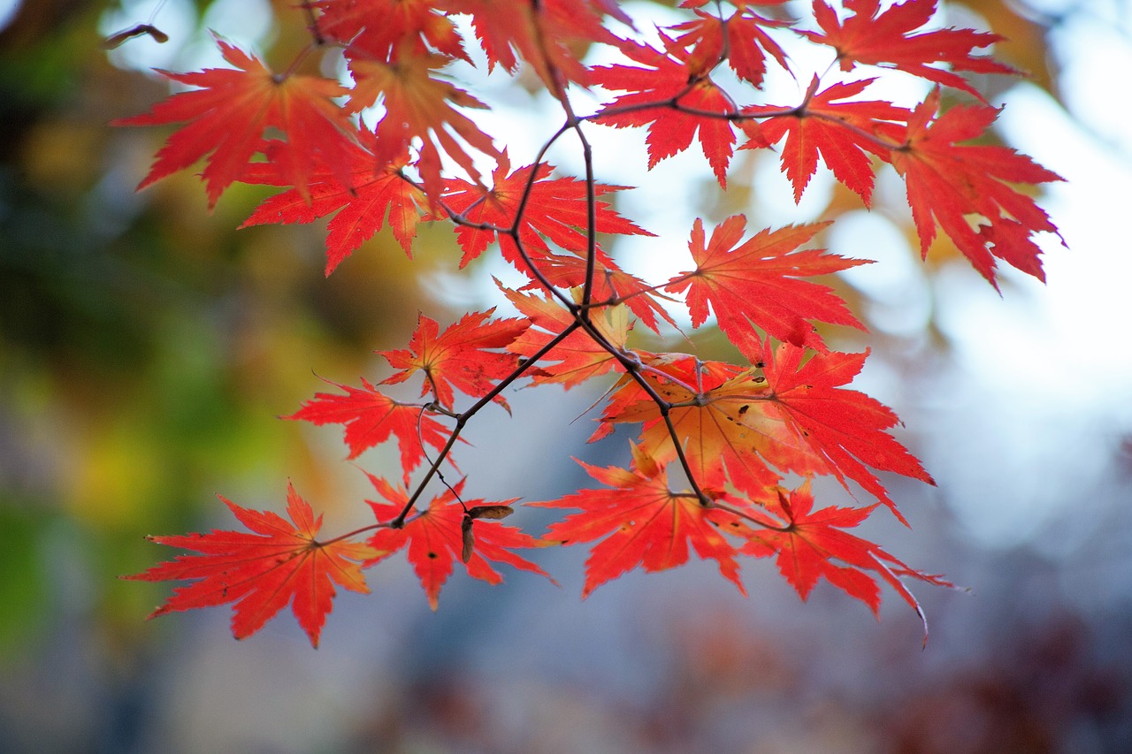 Rudens Lapai,  Ruduo,  Lapai,  Pobūdį,  Raudona,  Augalai,  Mediena,  Bukhansan Kalnų, Nemokamos Nuotraukos,  Nemokama Licenzija