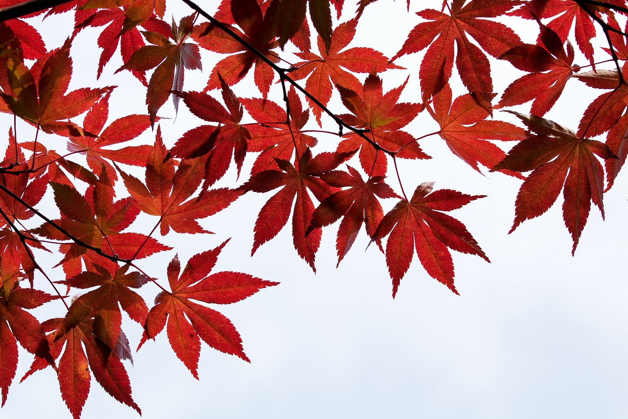 Rudens Lapai,  Ruduo,  Pobūdį,  Maple,  Lapų,  Mediena,  Lapai,  Raudona,  Kraštovaizdis,  Korėjos Respublika