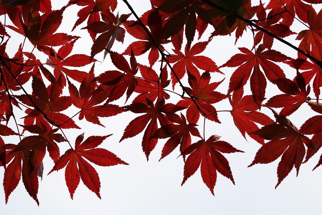 Rudens Lapai,  Maple,  Lapai,  Pobūdį,  Lapų,  Ruduo,  Spalva,  Raudona,  Augalai,  Korėjos Respublika